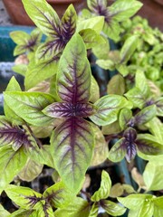 basilico viola