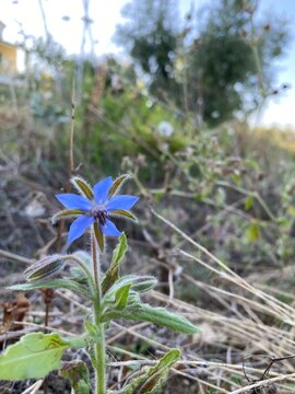 fiore di borragine