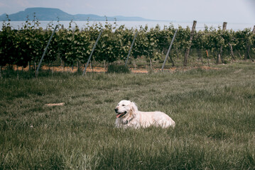 Obraz premium Golden retriever dog in the field