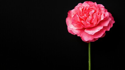 Obraz premium Capture the vibrant beauty of a pink flower in a natural macro shot with stunning clarity
