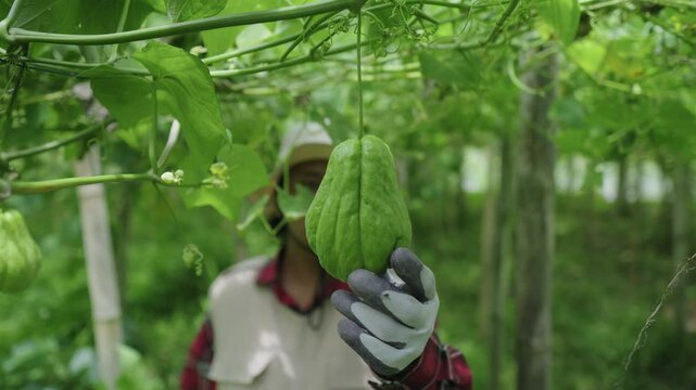 Front view portrait of a serious-looking farmer inspecting chayote quality in the garden. Meticulous plant inspection for optimal harvest. Full dedication in agricultural work