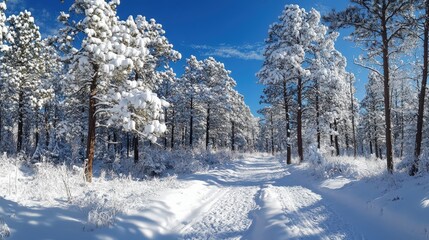 Obraz premium Snowy Forest Path