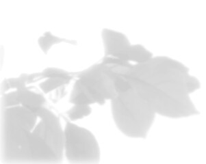 The shadow of the leaves of a tree on a white wall. Black and white image for photo overlay or mockup