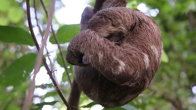 Bicho Pregui&ccedil;a