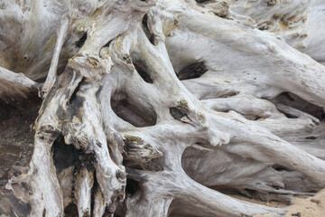 
a tree stump with holes without bark
