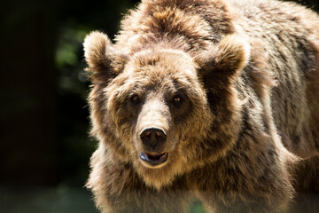 brown bear