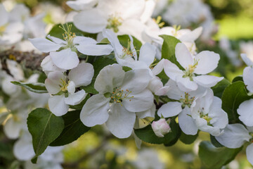 
white apple blossom branches in spring