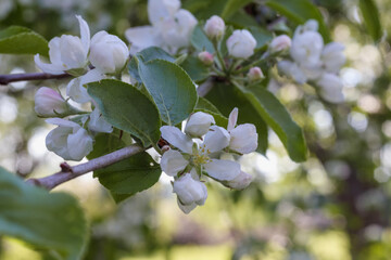 
white apple blossom branches in spring