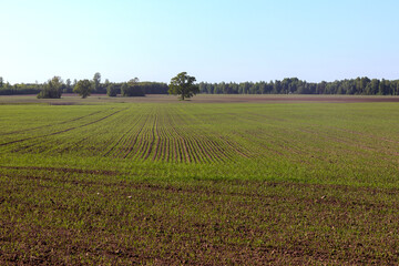 Rural landscape of young sprouts in a crop field