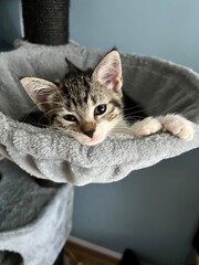 cute kitten 2 - 3 weeks old