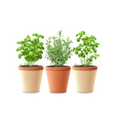 Fototapeta premium Potted Herbs - Basil, Rosemary, Mint