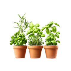 Fototapeta premium Fresh Herbs in Terracotta Pots
