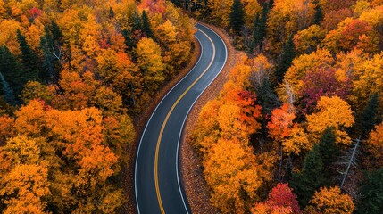 Naklejka premium A winding mountain road through an autumn forest, vibrant orange and yellow leaves lining the path, Scenic, Photography