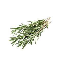 Fototapeta premium Fresh Rosemary Sprigs Isolated on White Background