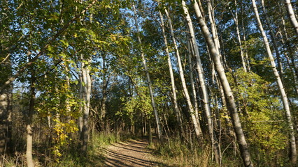 Fototapeta premium Sunny Forest Path with Tall Birch Trees in Early Autumn