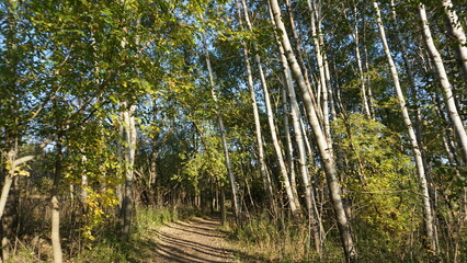 Sunny Forest Path with Tall Birch Trees in Early Autumn