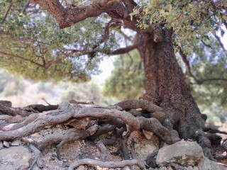 leccio con tronco e radici 