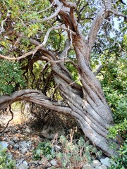 albero con tronco particolare
