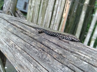 Lucertola su asse di legno