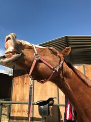 Horse Laughing