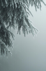 Obraz premium A photograph of a winter landscape showing icicles hanging from the branches of an evergreen tree.minimal creative winter concept.Copy space