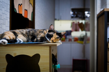 cat, dog, animal, pet