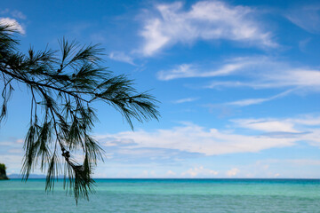 palm trees on the beach