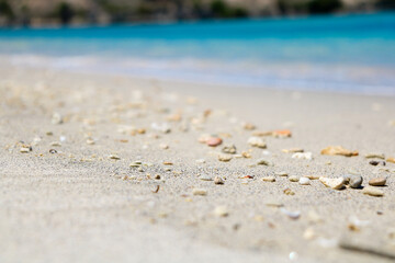 shell on the beach