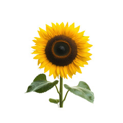 Obraz premium Single Sunflower with Green Leaves on White Background