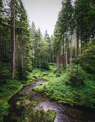 Obraz premium Lush Green Forest