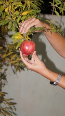 Pick pomegranate from the tree. High quality photo