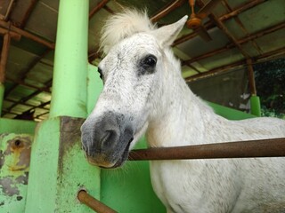 white horse portrait