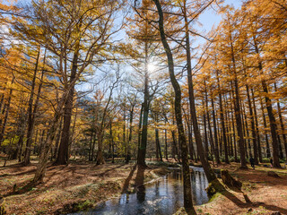 秋のカラマツ 日本 上高地