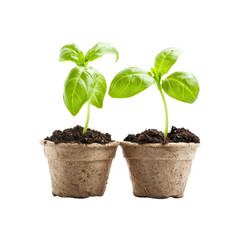 Naklejka premium Two Young Green Plants in Peat Pots