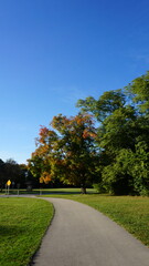 Autumn Trees Along a Park Path Under a Clear Blue Sky