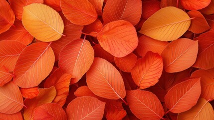 A vibrant collection of orange leaves creating a warm and inviting autumn atmosphere, perfect for seasonal decor and design.