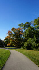 Autumn Trees Along a Park Path Under a Clear Blue Sky