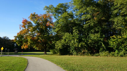 Autumn Trees Along a Park Path Under a Clear Blue Sky