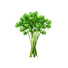 Fresh Green Coriander Bunch Isolated on White Background