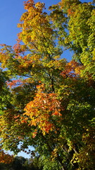 Autumn Leaves on Tree Branches Against Clear Blue Sky