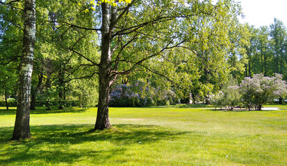 spring in the park