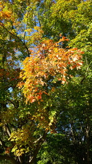 Autumn Leaves on Tree Branches Against Clear Blue Sky