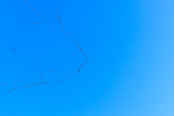 Wildgänse auf den Weg richtung süden über Westdeutschland im November