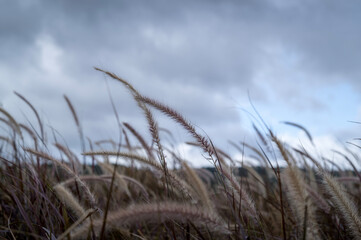 grass, sky, field, nature