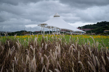 grass, sky, field, nature