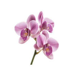 Fototapeta premium Close-up of Pink Orchid Flowers with White Background