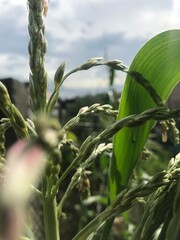 corn field in summer