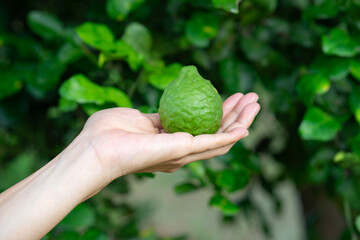 Woman hand holding bergamot on tree