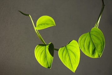 Young leafs Monstera Rhaphidophora pertusa