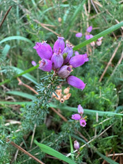 Fleurs